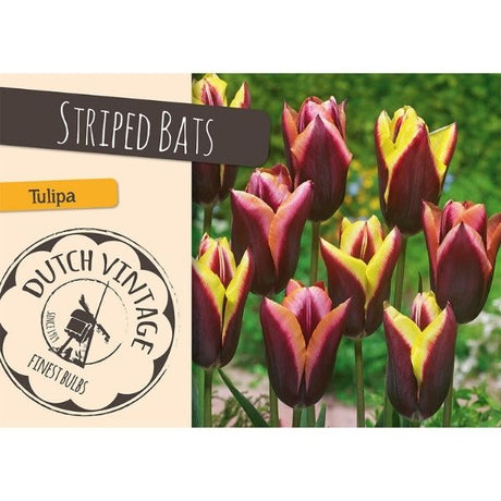 Striped Bats Tulip