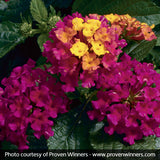 Bandana&reg; Cherry Lantana