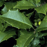 American Holly - Tree Form