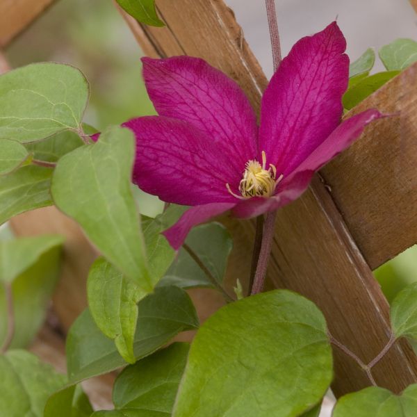 Bourbon Clematis