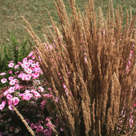 Overdam Feather Reed Grass