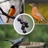 Audubon&reg; Native Common Chokecherry