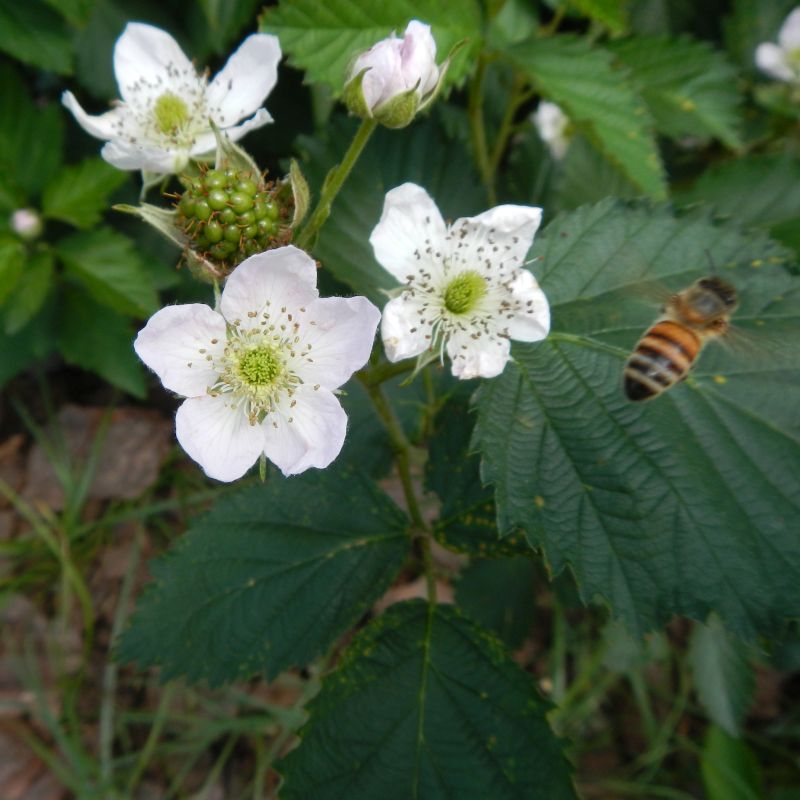 Darrow Blackberry Bush