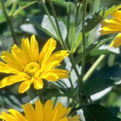 Summer Sun Sunflower Heliopsis