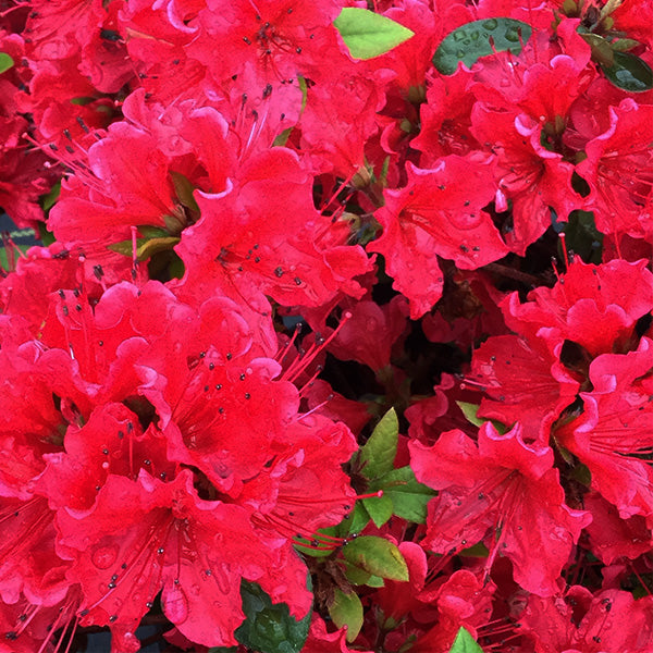 Perfecto Mundo&reg; Red Azalea