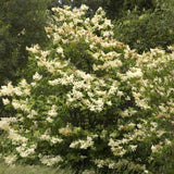 Japanese Lilac Tree