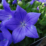 Sentimental Blue Balloon Flower