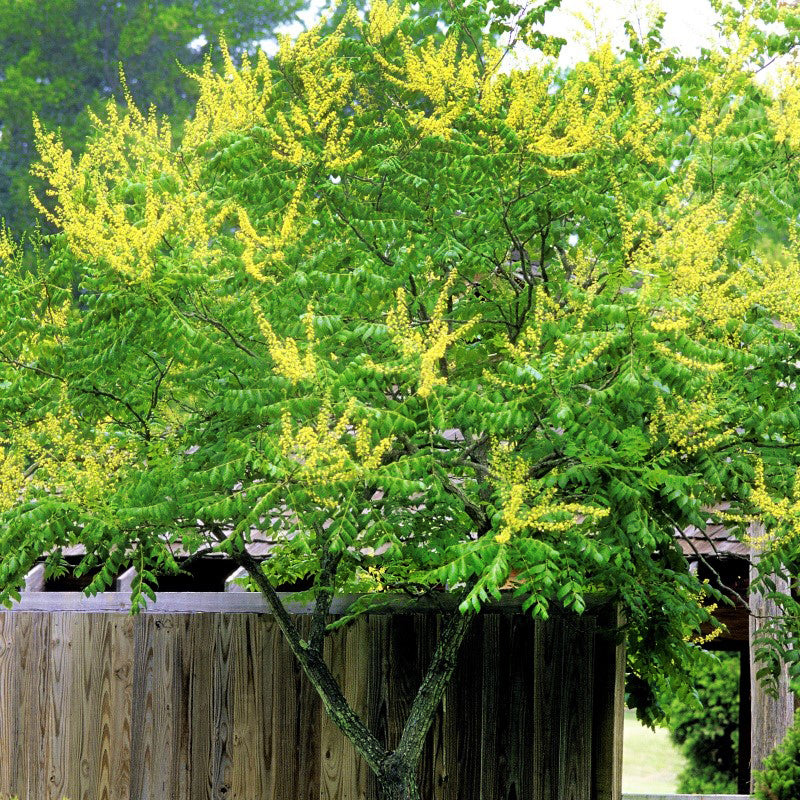 Golden Rain Tree