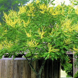 Golden Rain Tree