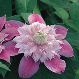 Josephine Clematis