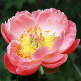 Coral Sunset Peony