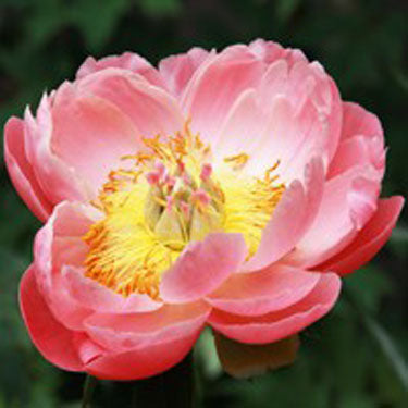 Coral Sunset Peony