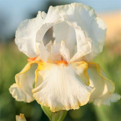 Halloween Halo Tall Bearded Iris