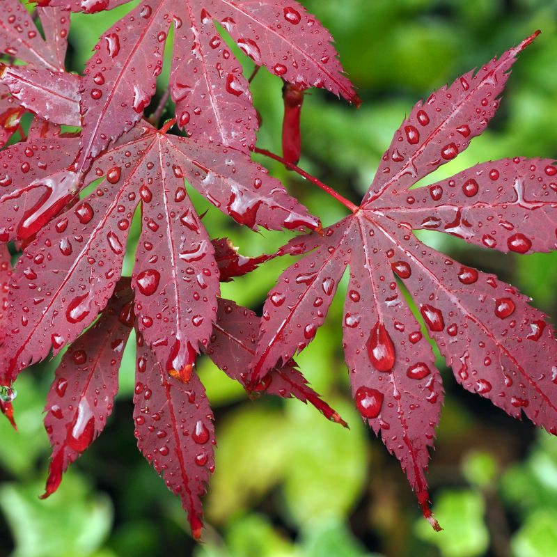 Bloodgood Japanese Maple