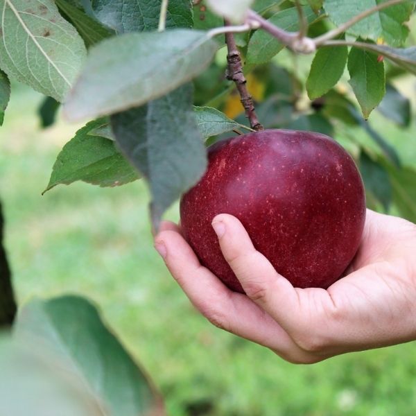 Chrisolyn&trade; Jonathan Apple Tree