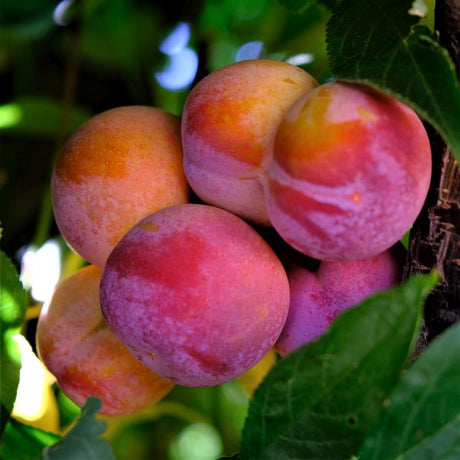 Toka Plum Tree