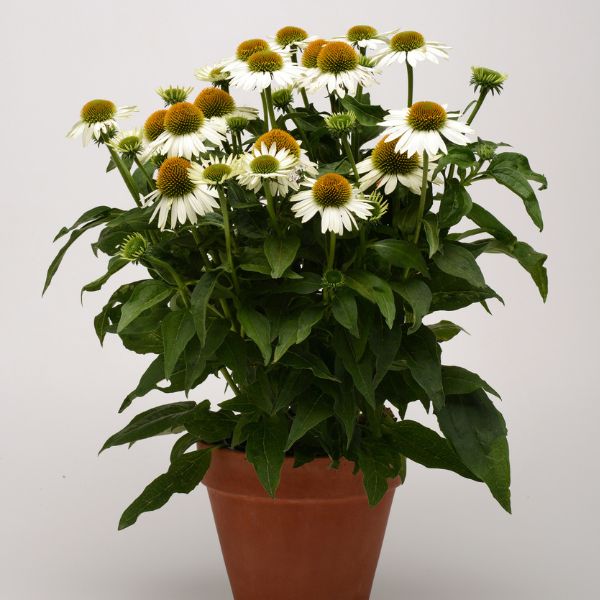 Sombrero Blanco Coneflower