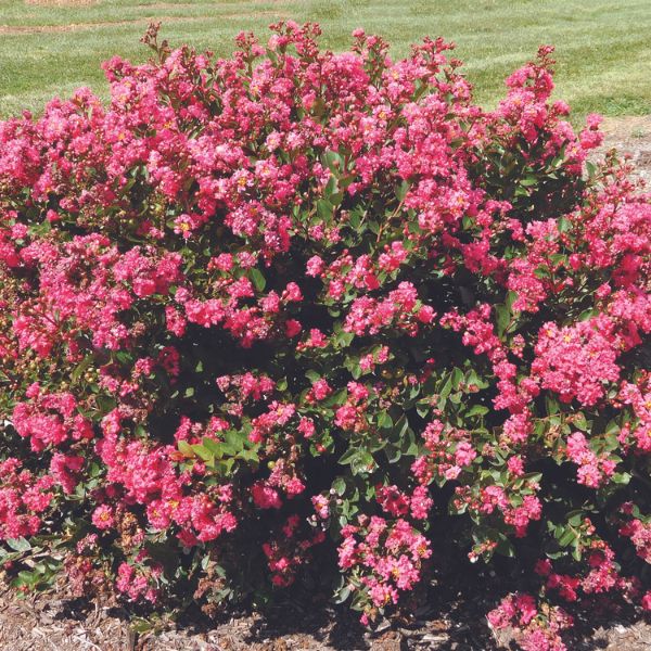 Bloomables Bellini Raspberry Crape Myrtle