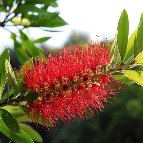 Scarlet Bottlebrush