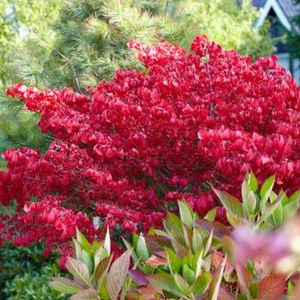 Little Moses™ Burning Bush | Buy at NatureHills.com