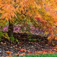 Waterfall Japanese Maple