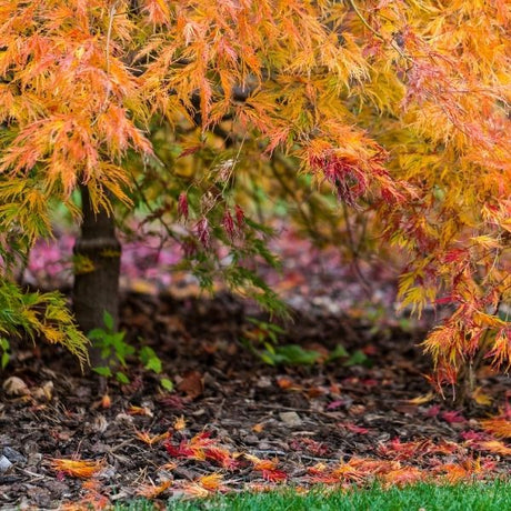 Waterfall Japanese Maple