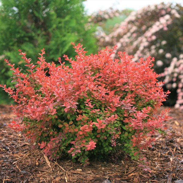 Sunjoy&reg; Cinnamon Barberry