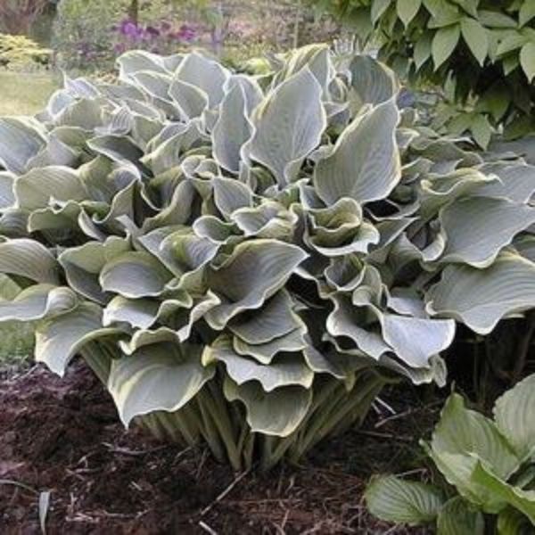 Regal Splendor Hosta