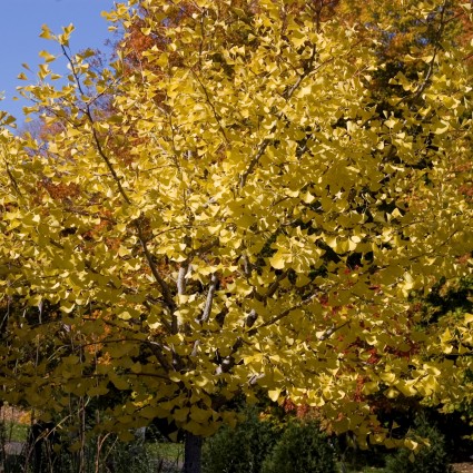 Autumn Gold Ginkgo