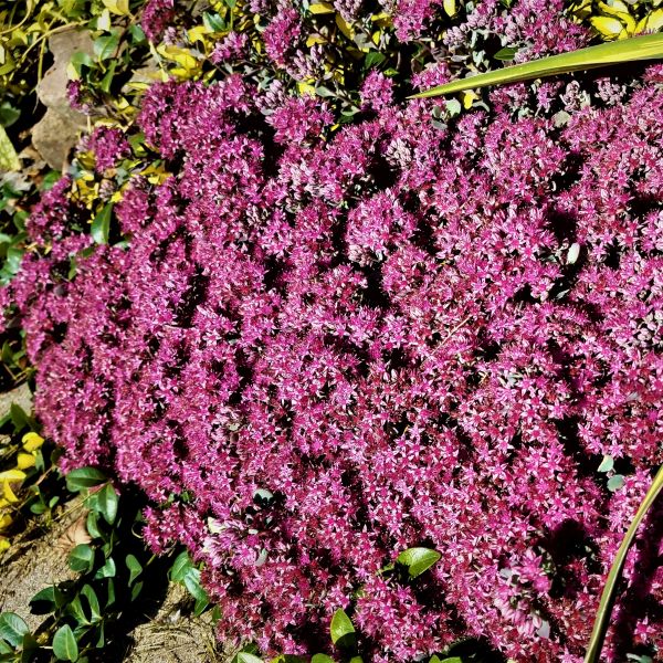 Cauticola Sedum