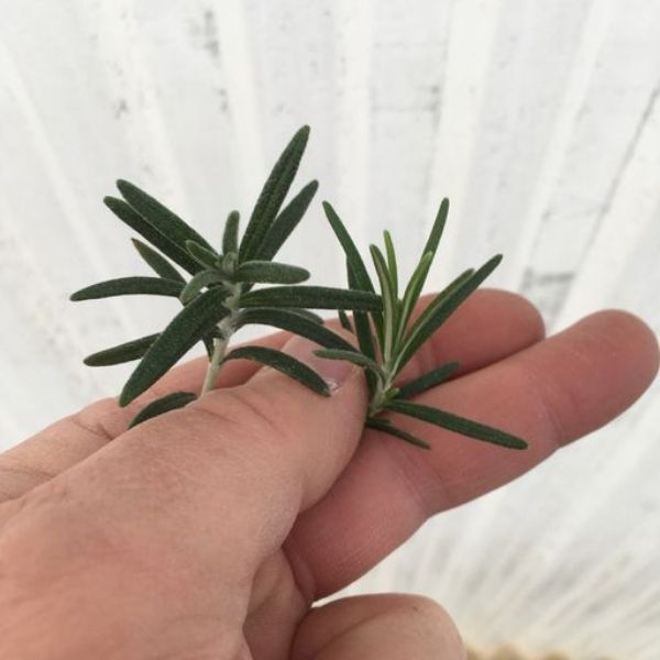 Cascading Rosemary