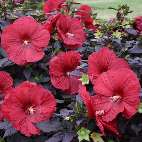 Proven Winners® Summerific® Holy Grail Hardy Hibiscus