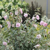 Sugar Tip&reg; Rose of Sharon