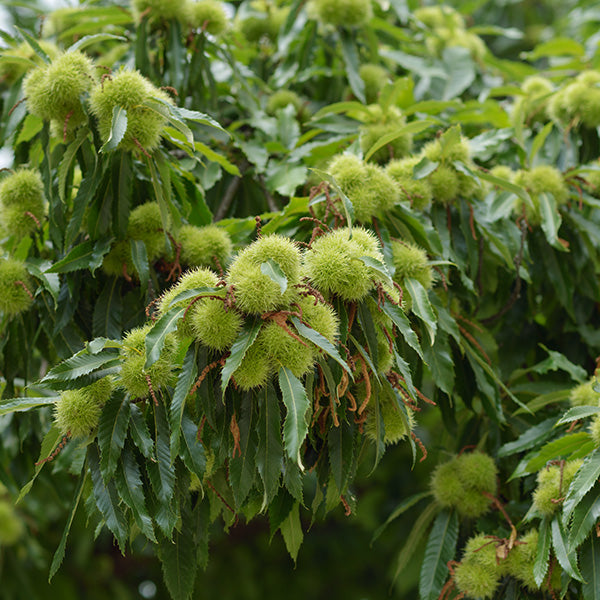 Hybrid Chestnut