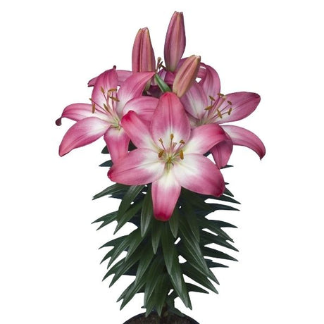 Pink Asiatic Lily