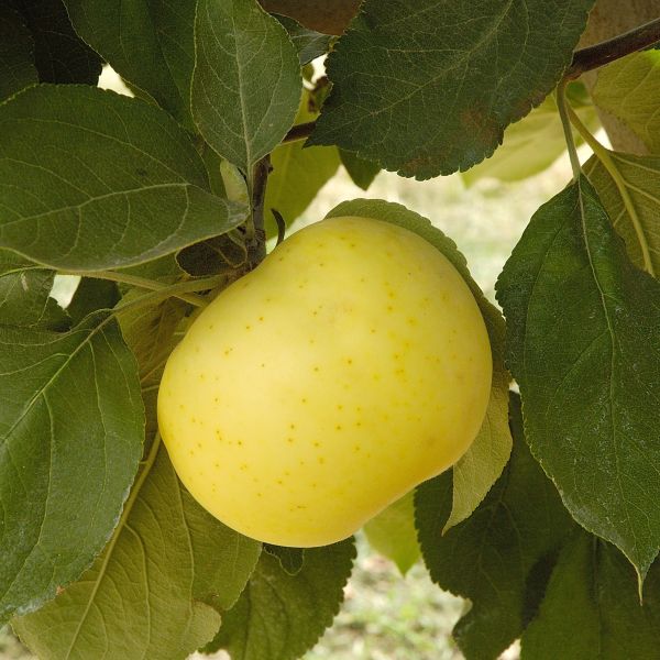 Yellow Transparent Apple Trees