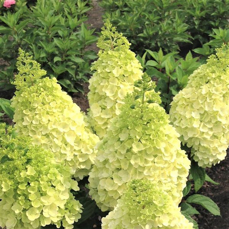 Moonrock&reg; Panicle Hydrangea