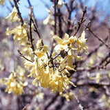 Dwarf Forsythia