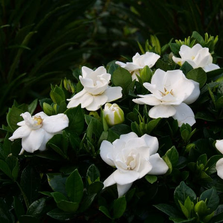 Steady as She Goes® Gardenia