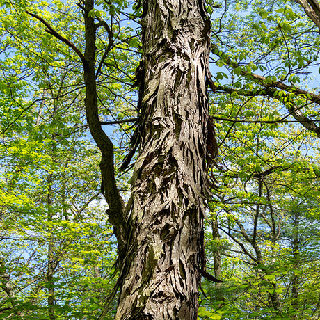 Shagbark Hickory