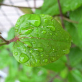 Bonanza Clematis