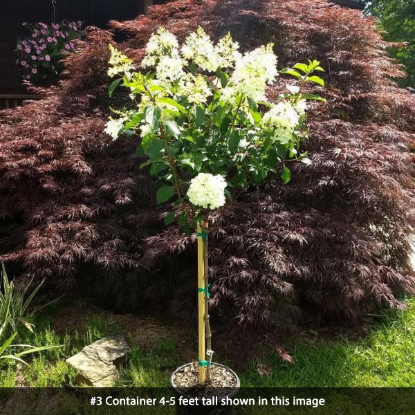 Vanilla Strawberry; Panicle Hydrangea Tree Form 