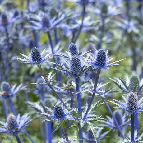 Big Blue Sea Holly