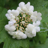 Viburnum Chiquita