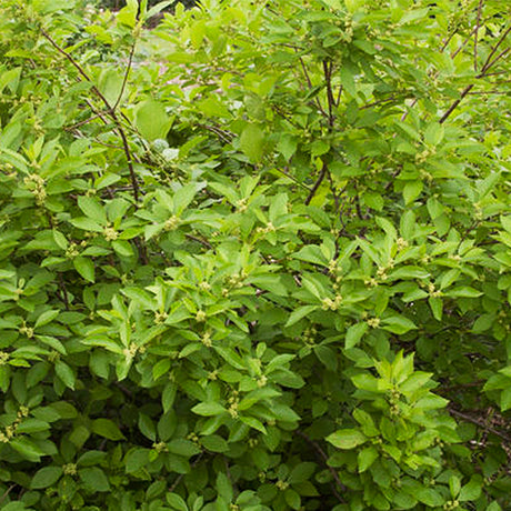 Southern Gentleman Holly Bush