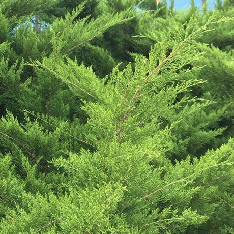 Sea Green Juniper