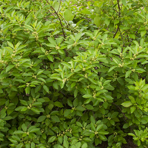 Southern Gentleman Holly Bush