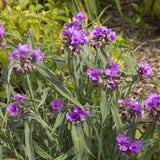 Concord Grape Spiderwort