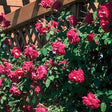 Ramblin' Red&reg; Rose