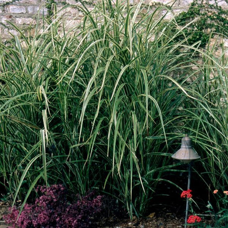 Variegated Japanese Silver Grass